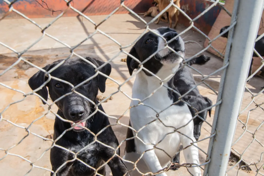 Prefeitura de Apucarana promove feira de adoção de cães e gatos neste sábado