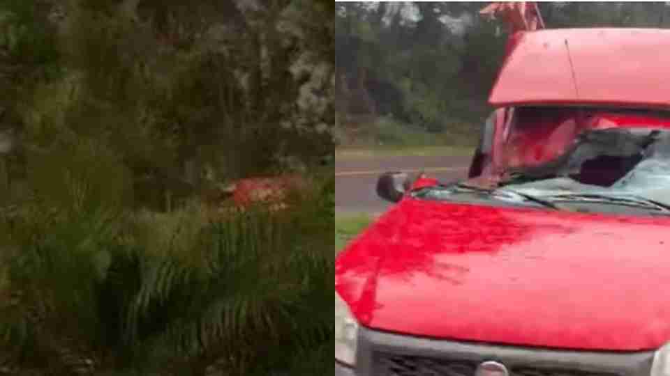 Árvore atinge carro em cheio durante vendaval e ocupantes escapam de ferimentos graves; vídeo