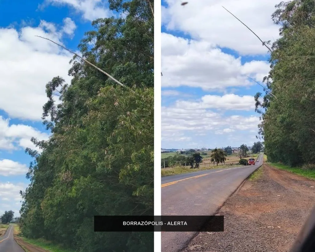 BORRAZÓPOLIS – Alerta sobre árvores que podem cair a qualquer momento na rodovia