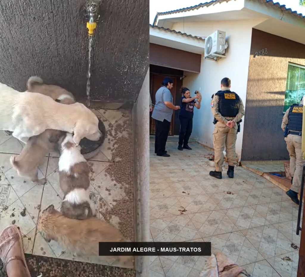 JARDIM ALEGRE – Imagens exclusivas do resgate de cinco cães supostamente em condições de maus-tratos