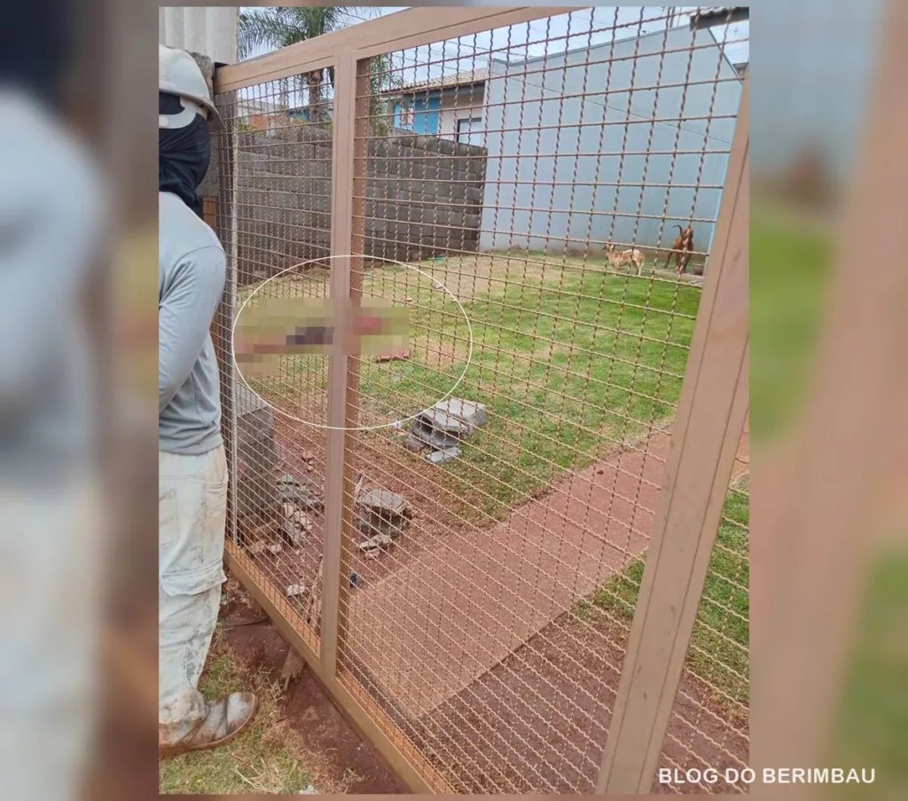 APUCARANA – Menino de 8 anos morre após ser atacado por pit bull da família