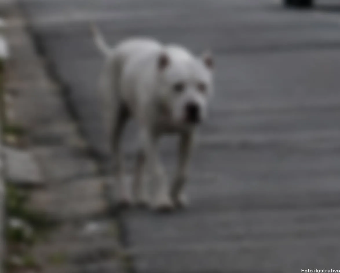 BORRAZÓPOLIS – Criança é atacada por pit bull na Praça da República e caso mobiliza a Polícia Militar
