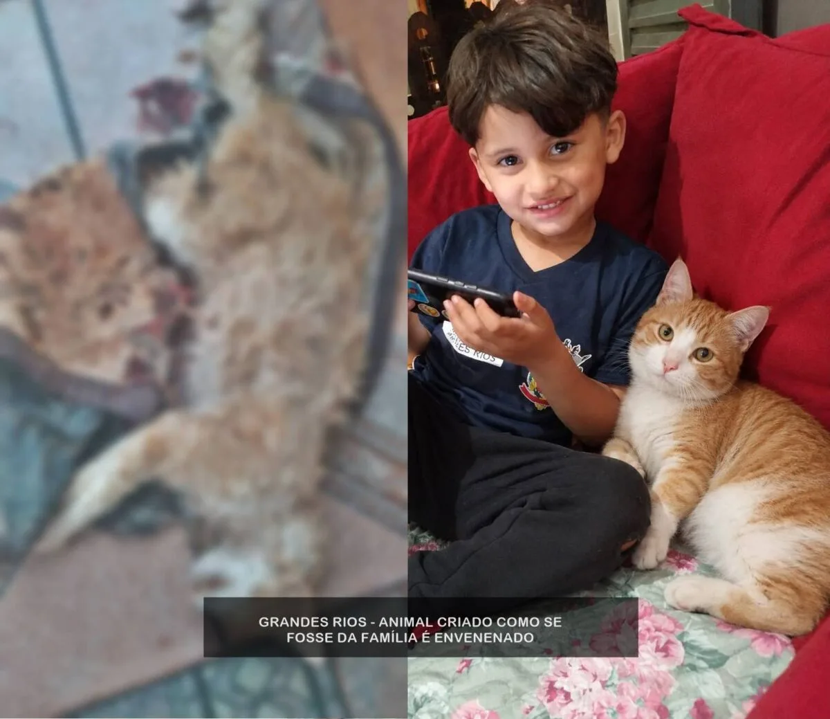 GRANDES RIOS – Matança de animais levanta suspeita de envenenamento em Ribeirão Bonito