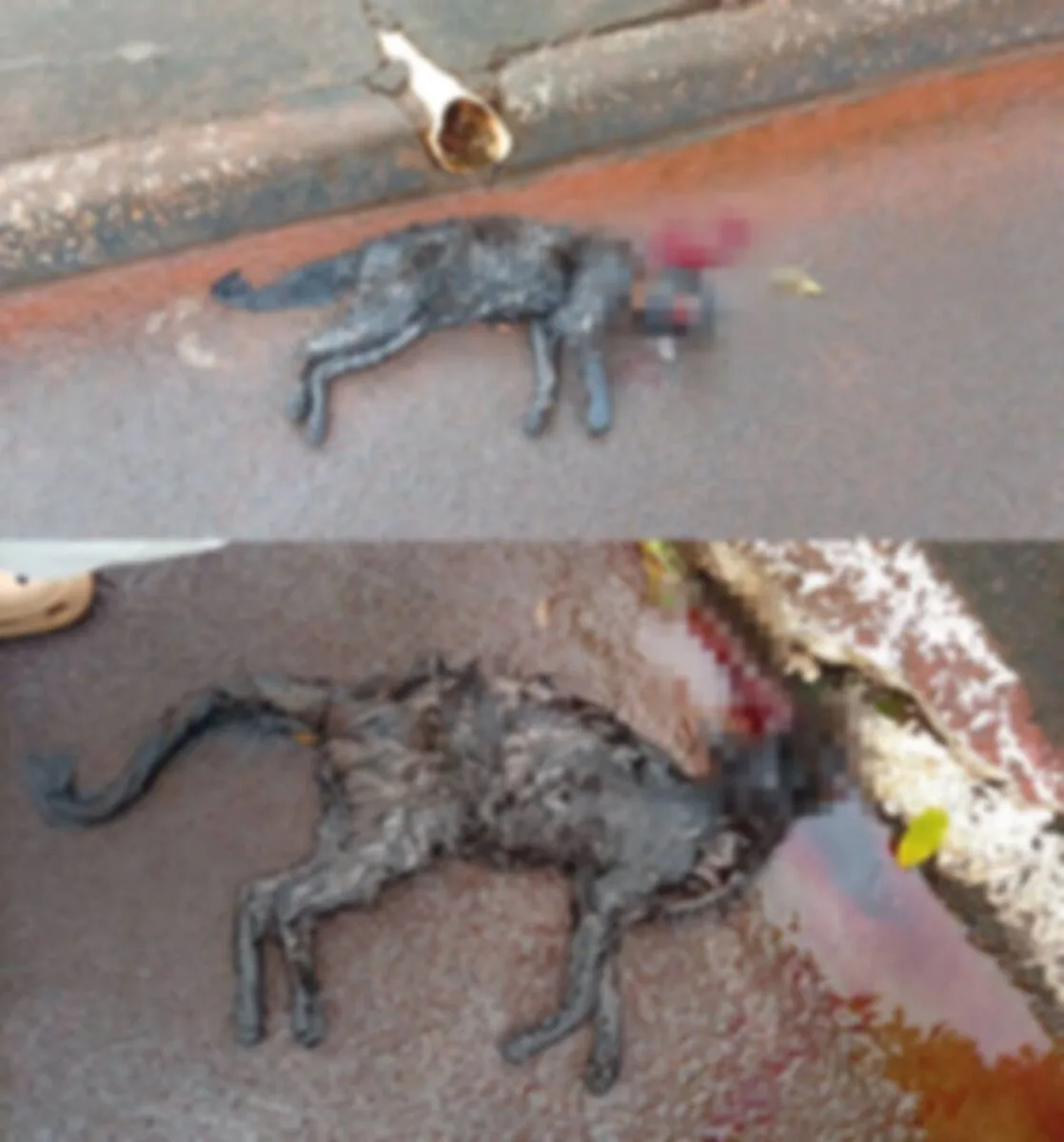 BORRAZÓPOLIS – Moradora faz alerta após encontrar mortos os dois gatos de seus filhos autistas
