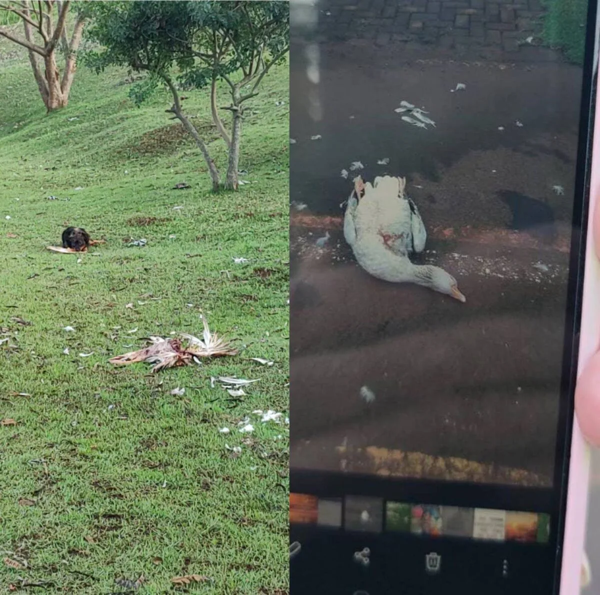 JARDIM ALEGRE – Morador denuncia morte de gansos no Lago Municipal e cobra providências