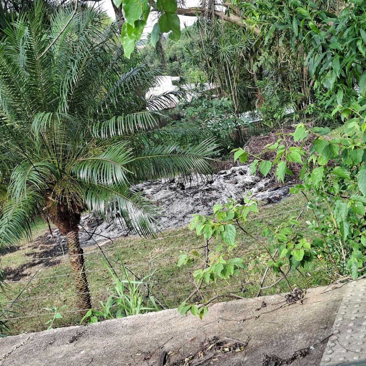JARDIM ALEGRE – Moradores reclamam de queimadas perto do Lago Municipal