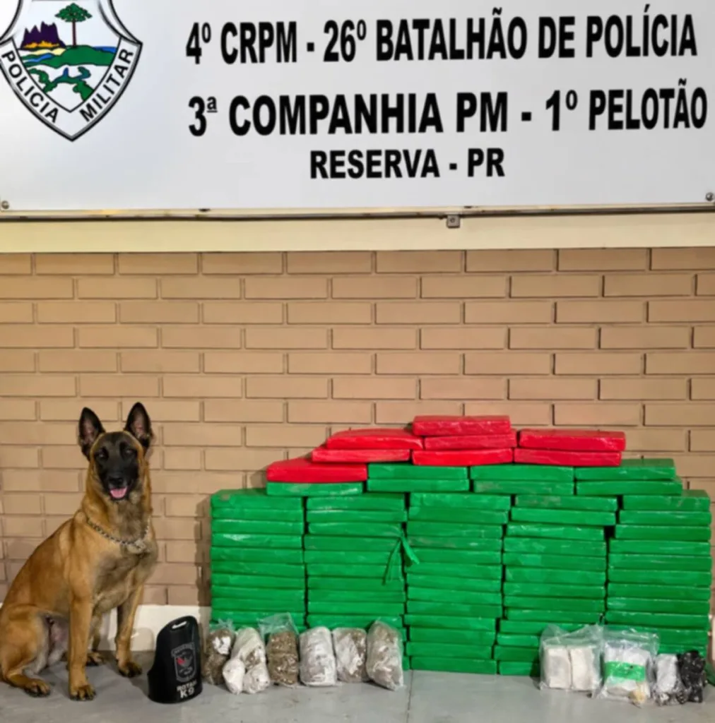 RESERVA – ROTAM encontra mais de 53 quilos de maconha escondidos em alçapão sob galinheiro