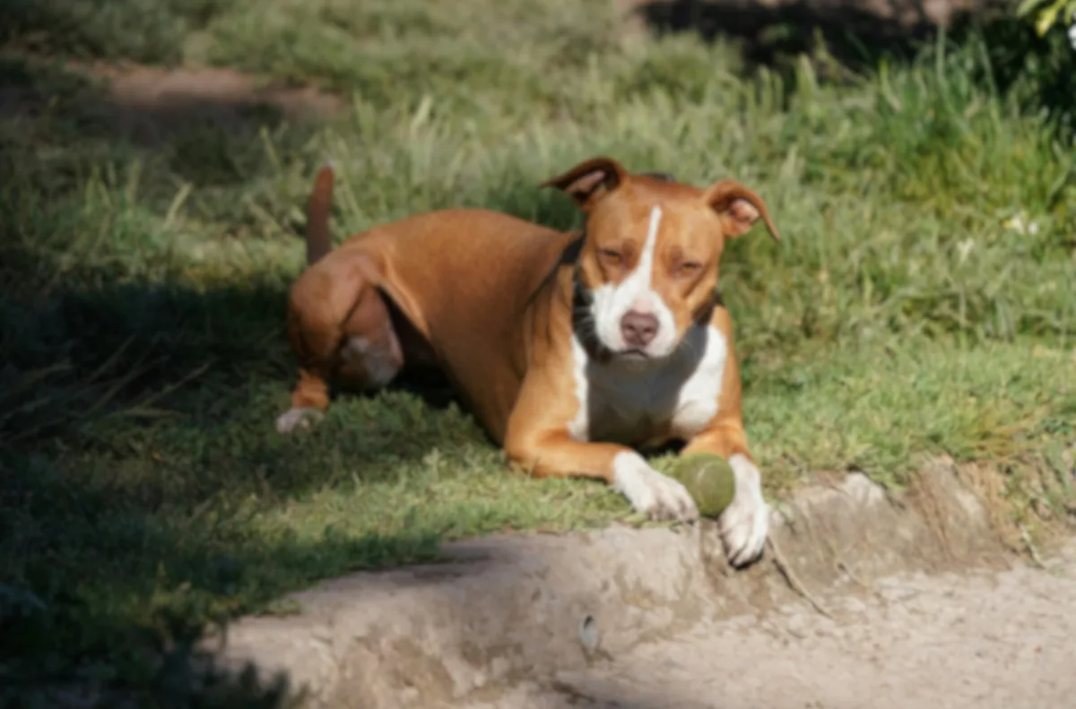 JANDAIA DO SUL – Mulher é mordida por pitbull