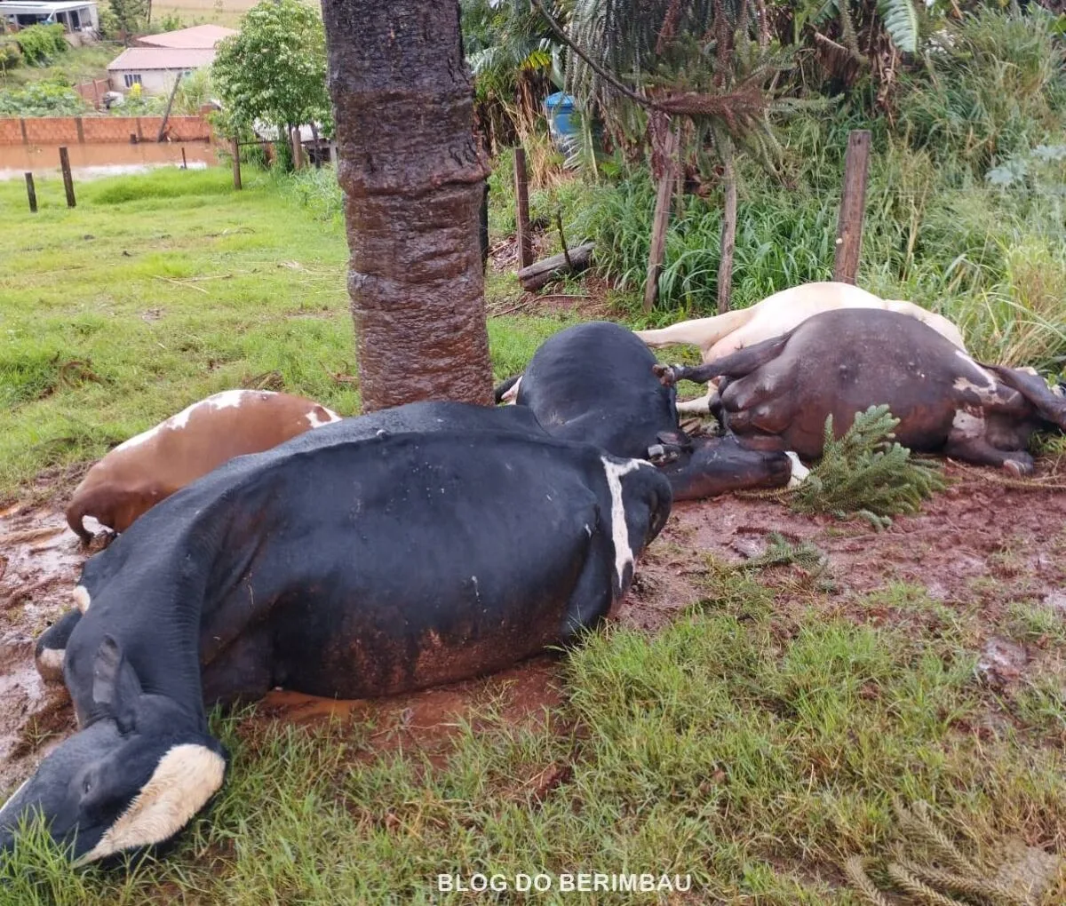 RIO BOM – Raio mata cinco vacas leiteiras durante temporal na região do Pinhalzinho