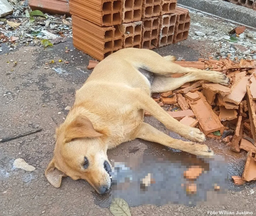 BORRAZÓPOLIS – Mataram a “Marelinha”, um xodó da Rua Mato Grosso