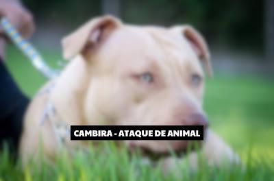 CAMBIRA - Ataque de Pitbull vira caso de polícia