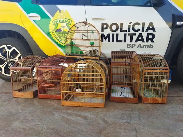 SÃO JOÃO - Criador de aves foi autuado durante fiscalização ambiental